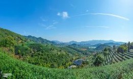 茶农世家最新爆料,传承千年的神秘茶事