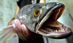 最新偷鱼爆料新闻事件是什么,揭秘黑幕，渔民权益再受挑战