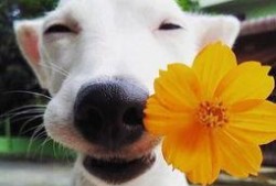 一个狗狗最新爆料图片大全,狗狗最新爆料图片大全集锦