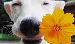 一个狗狗最新爆料图片大全,狗狗最新爆料图片大全集锦